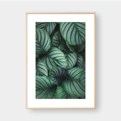 CALATHEA
