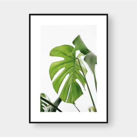 MONSTERA LEAF NO.6