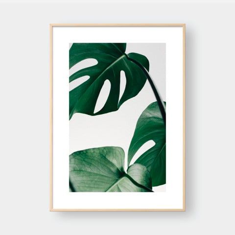 MONSTERA LEAF NO.5