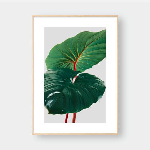 HOMALOMENA