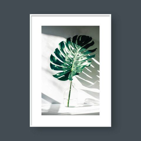 MONSTERA IN THE BOTTLE