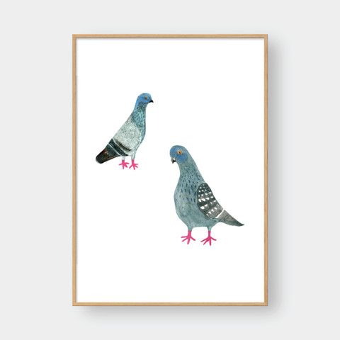 PIGEONS