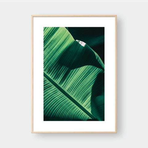 BANANA LEAVES