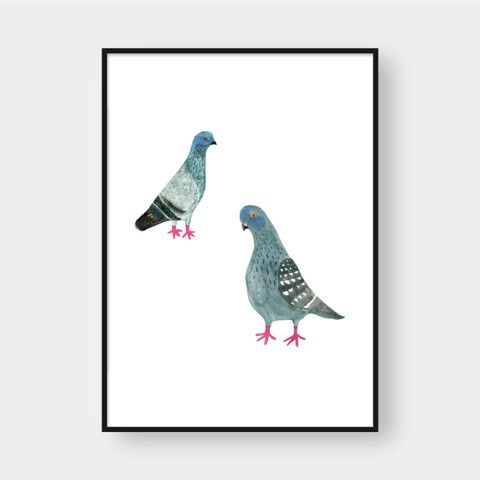PIGEONS