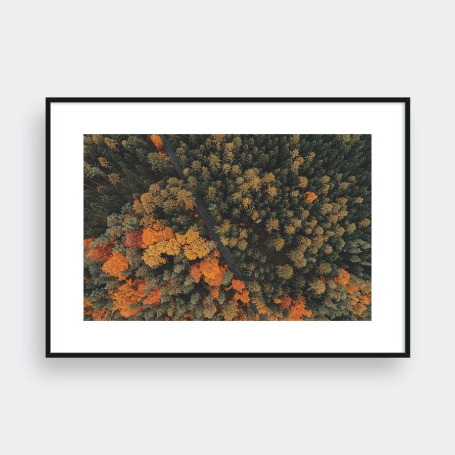 ABOVE THE FOREST