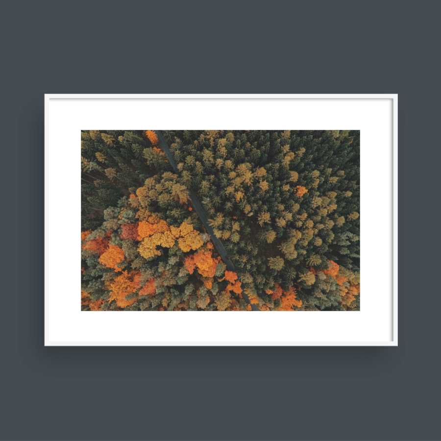 ABOVE THE FOREST