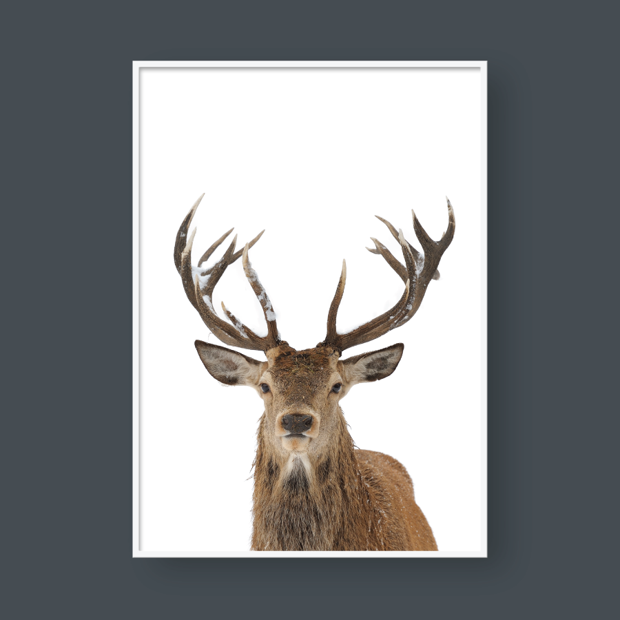DEER NO.1