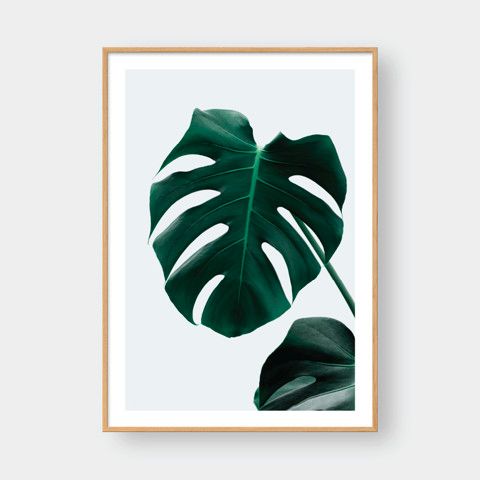 MONSTERA LEAF NO.3