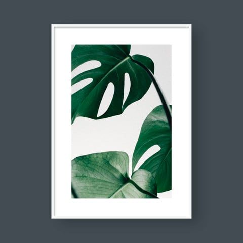 MONSTERA LEAF NO.5