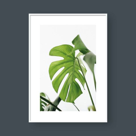 MONSTERA LEAF NO.6
