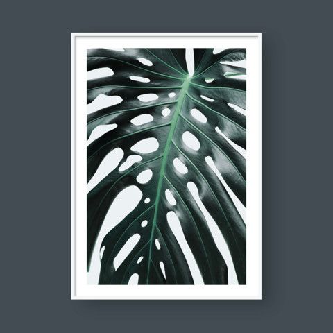 MONSTERA LEAF NO.1