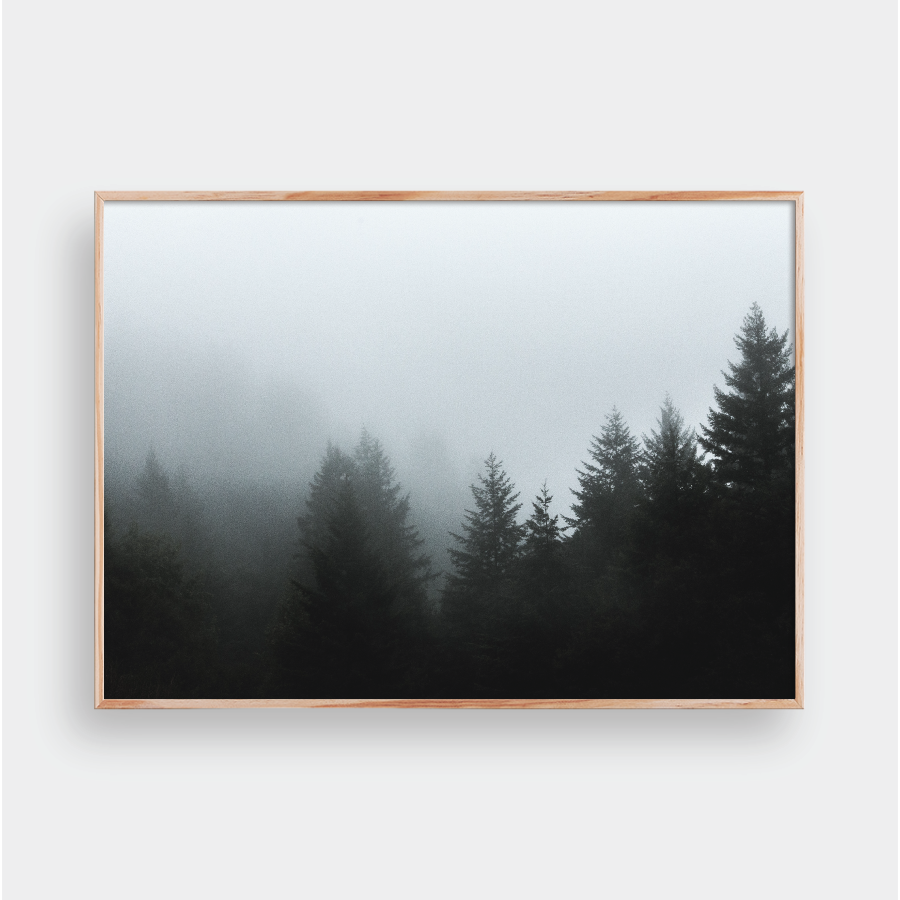 FOGGY FOREST NO.5
