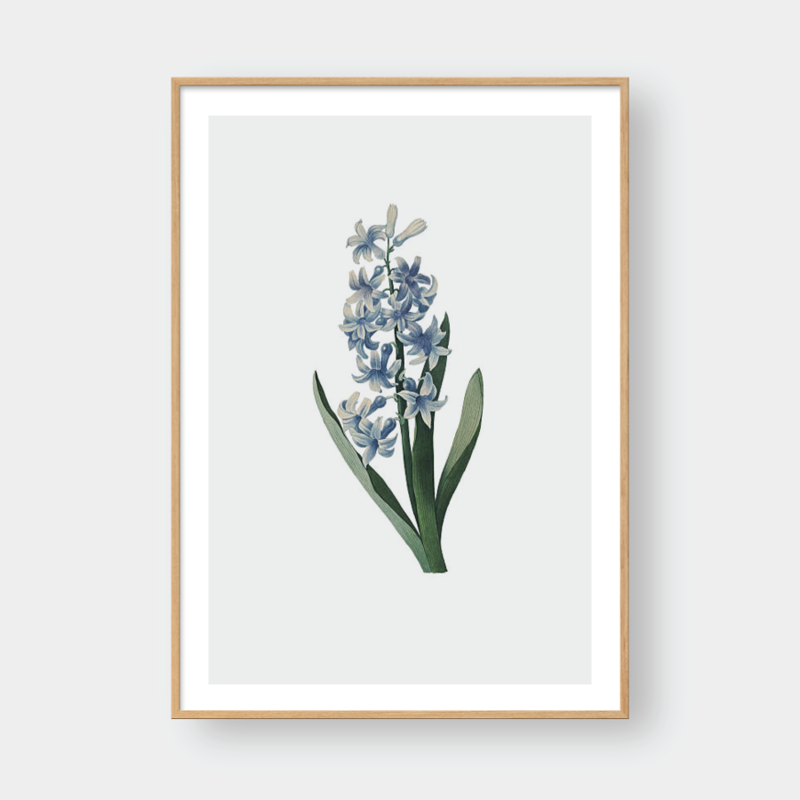LILY NO.1