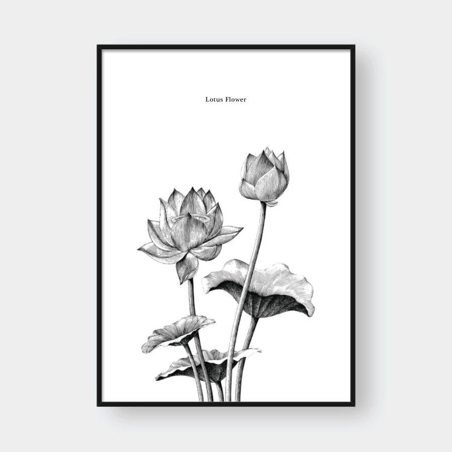 SKETCH LOTUS FLOWER