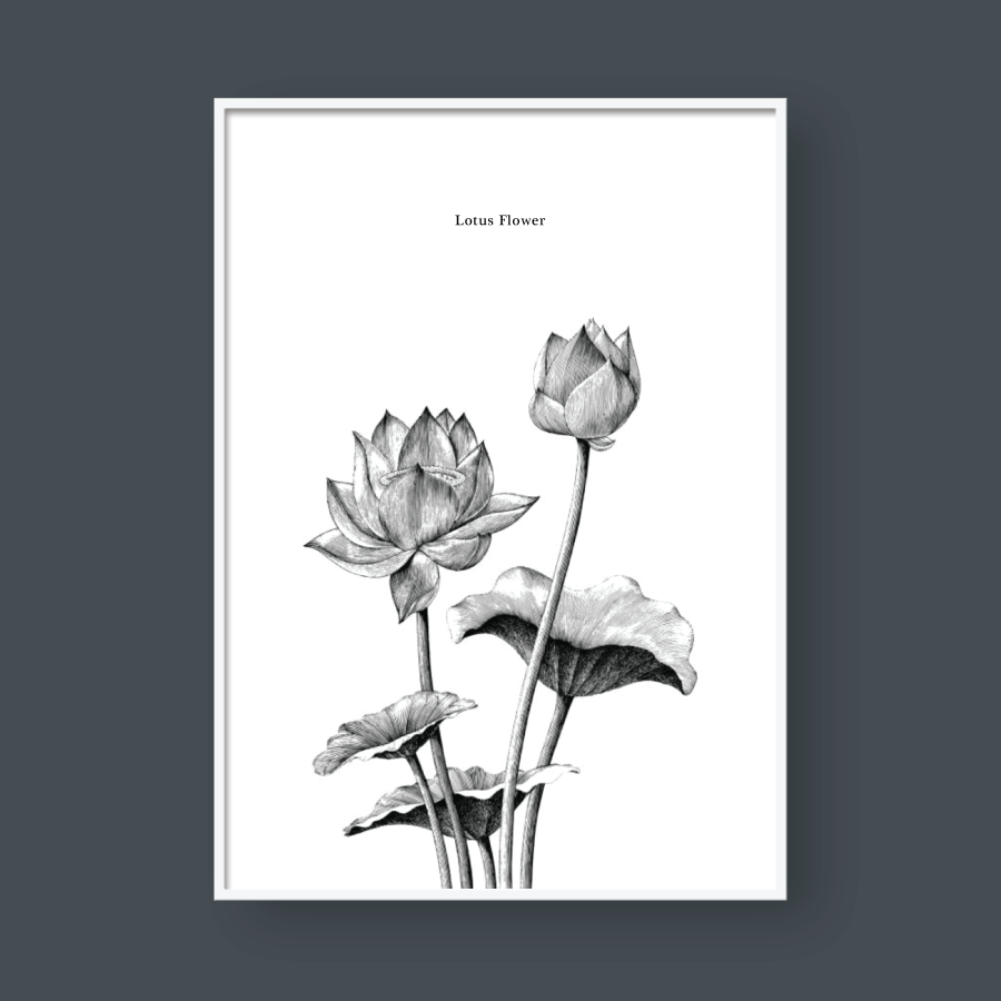 SKETCH LOTUS FLOWER