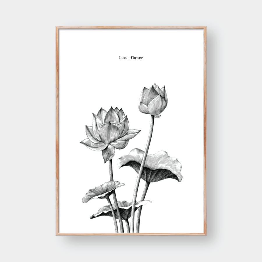 SKETCH LOTUS FLOWER
