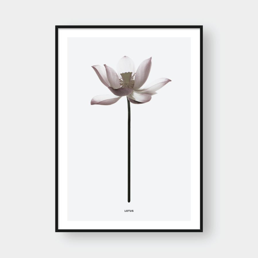 LOTUS FLOWER