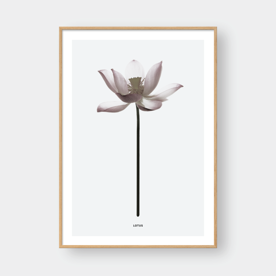 LOTUS FLOWER