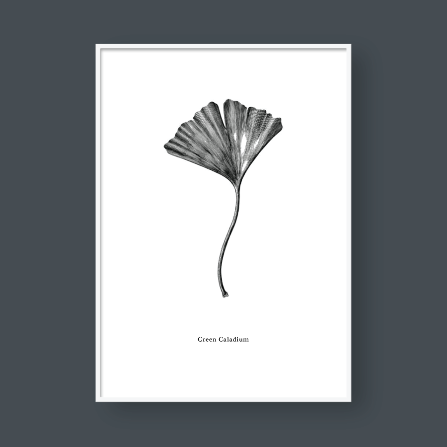 SKETCH MAIDENHAIR TREE