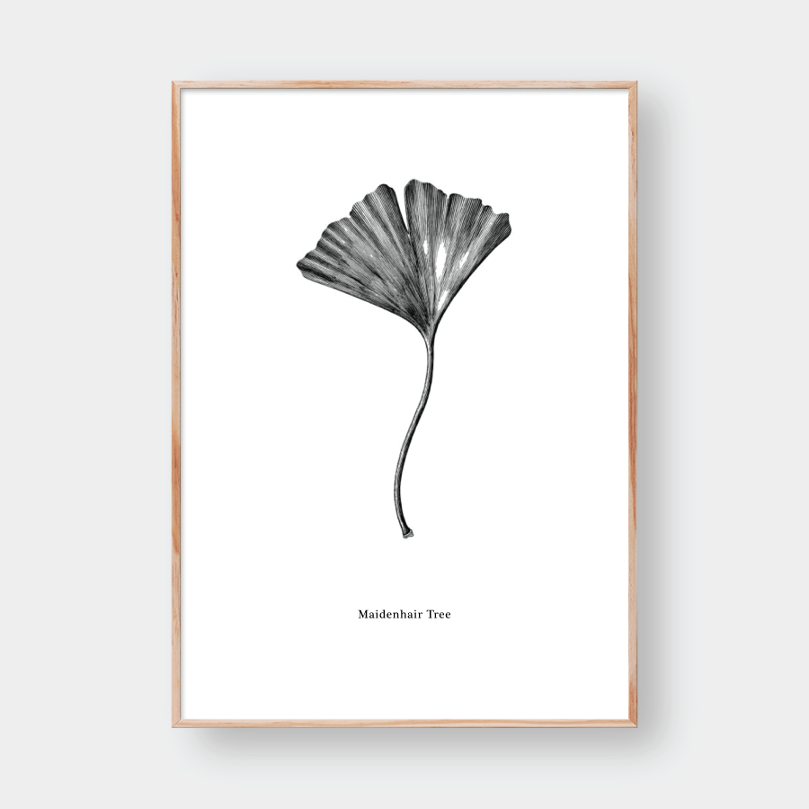 SKETCH MAIDENHAIR TREE
