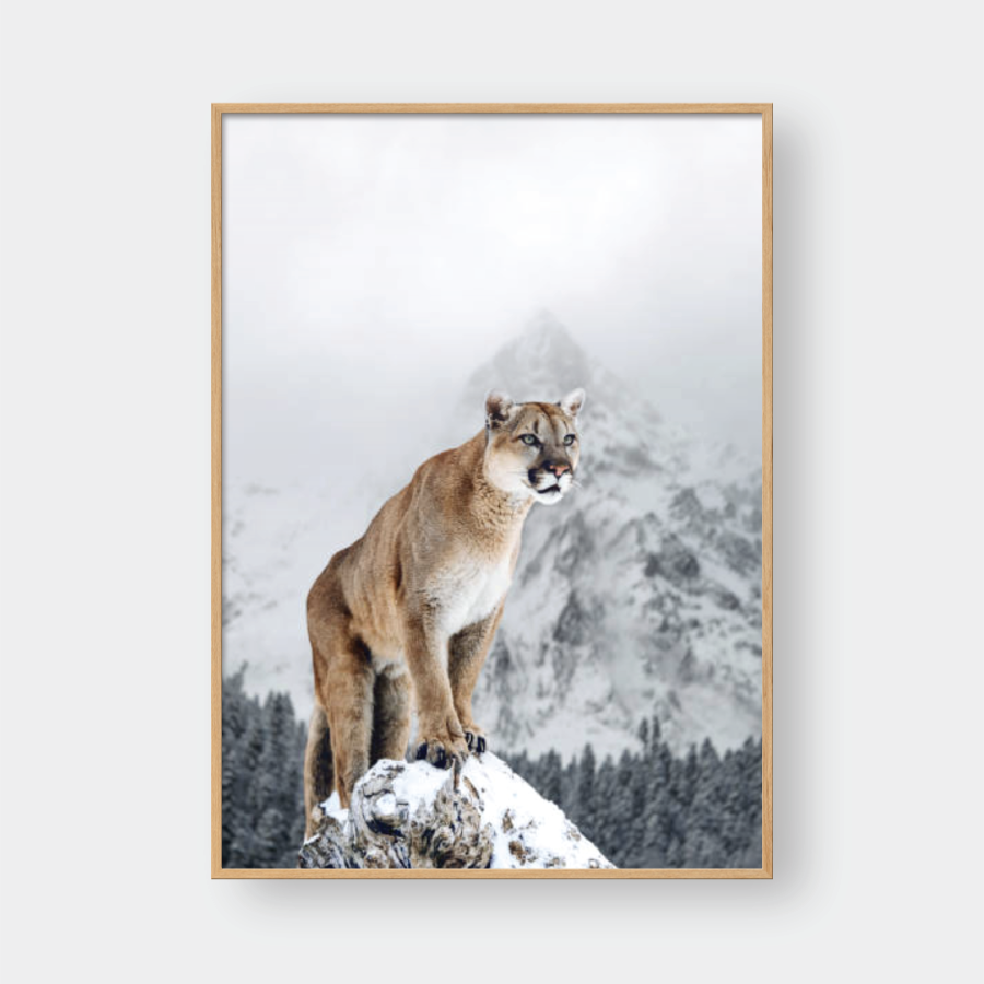 MOUNTAIN LION