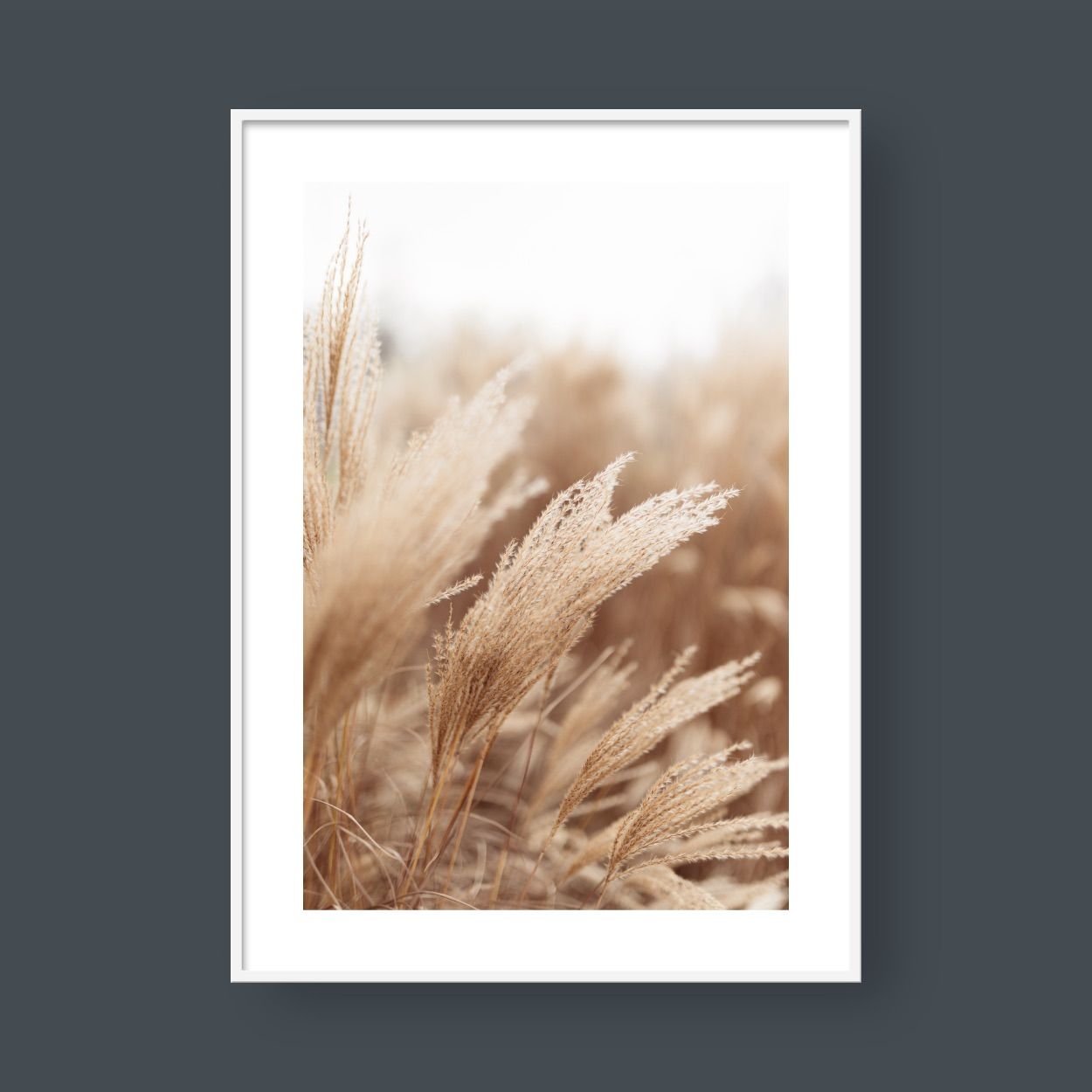 OASIS PHALARIS