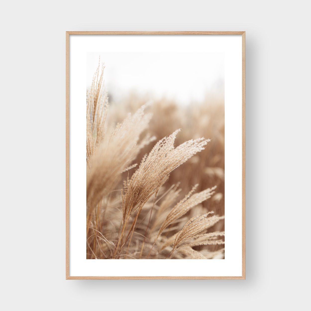 OASIS PHALARIS