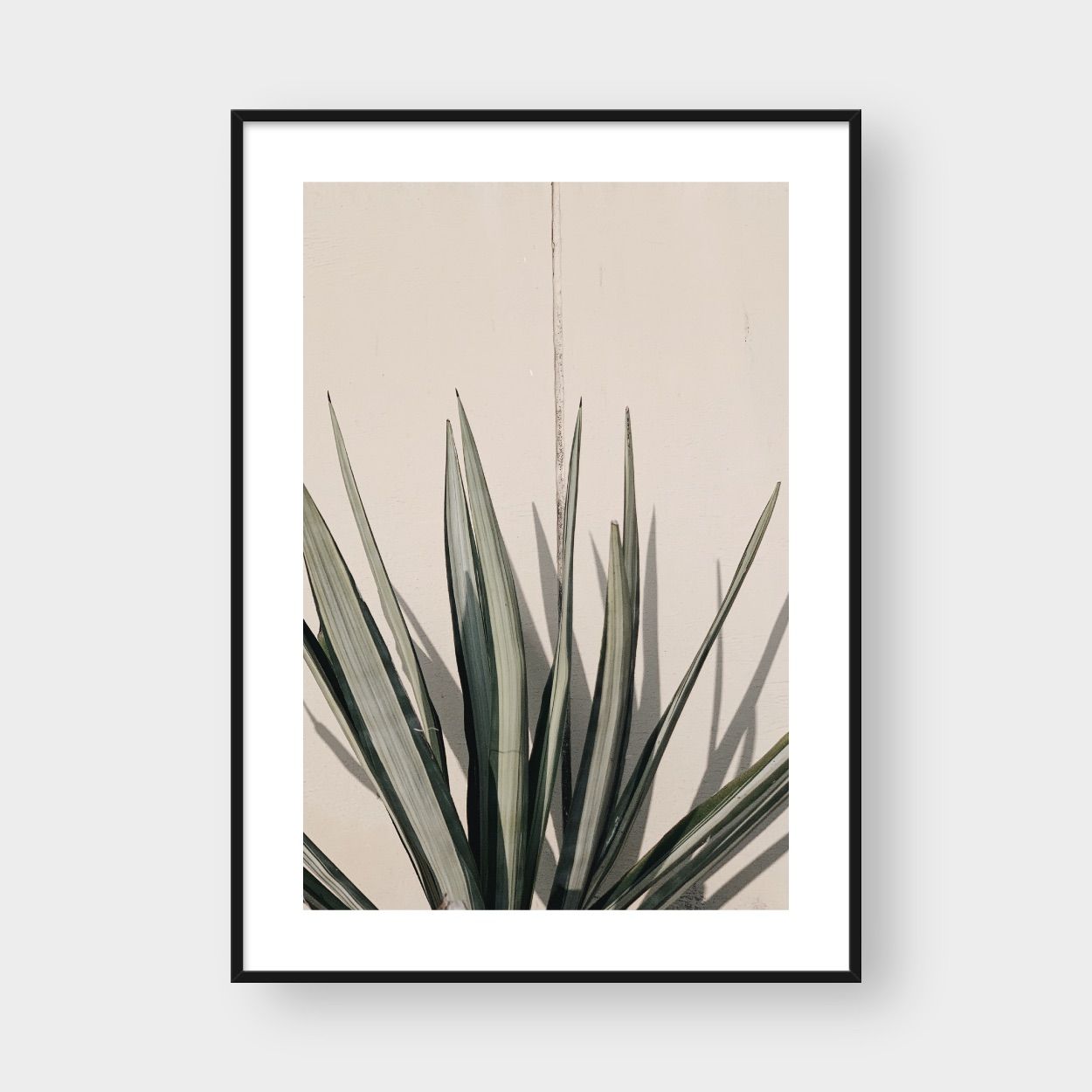 OASIS PLANT