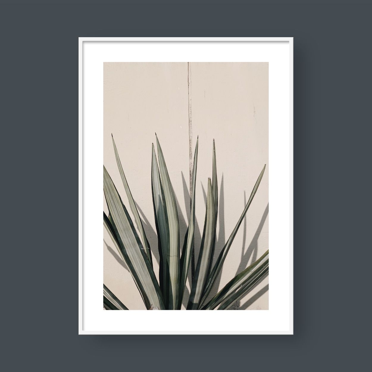 OASIS PLANT