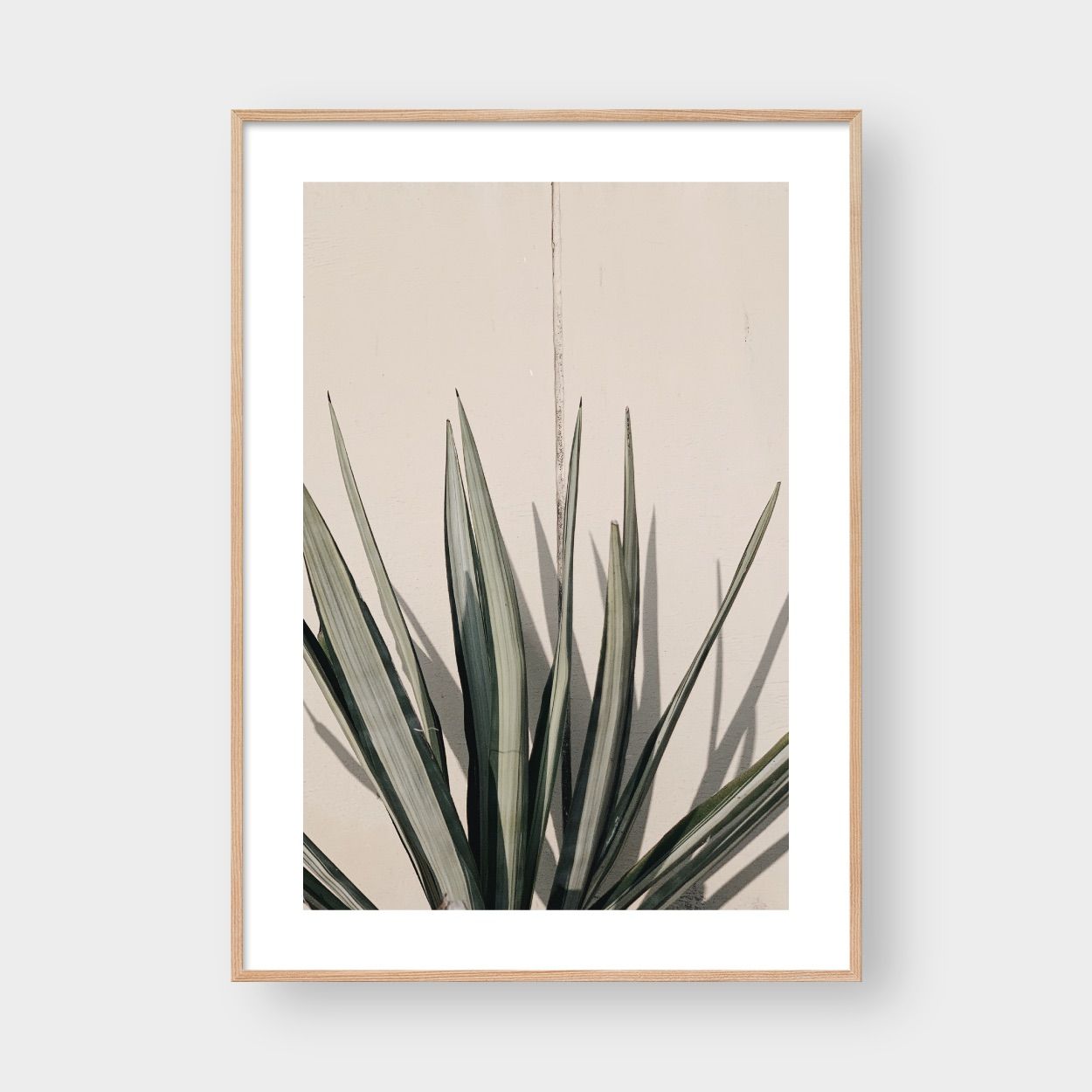OASIS PLANT