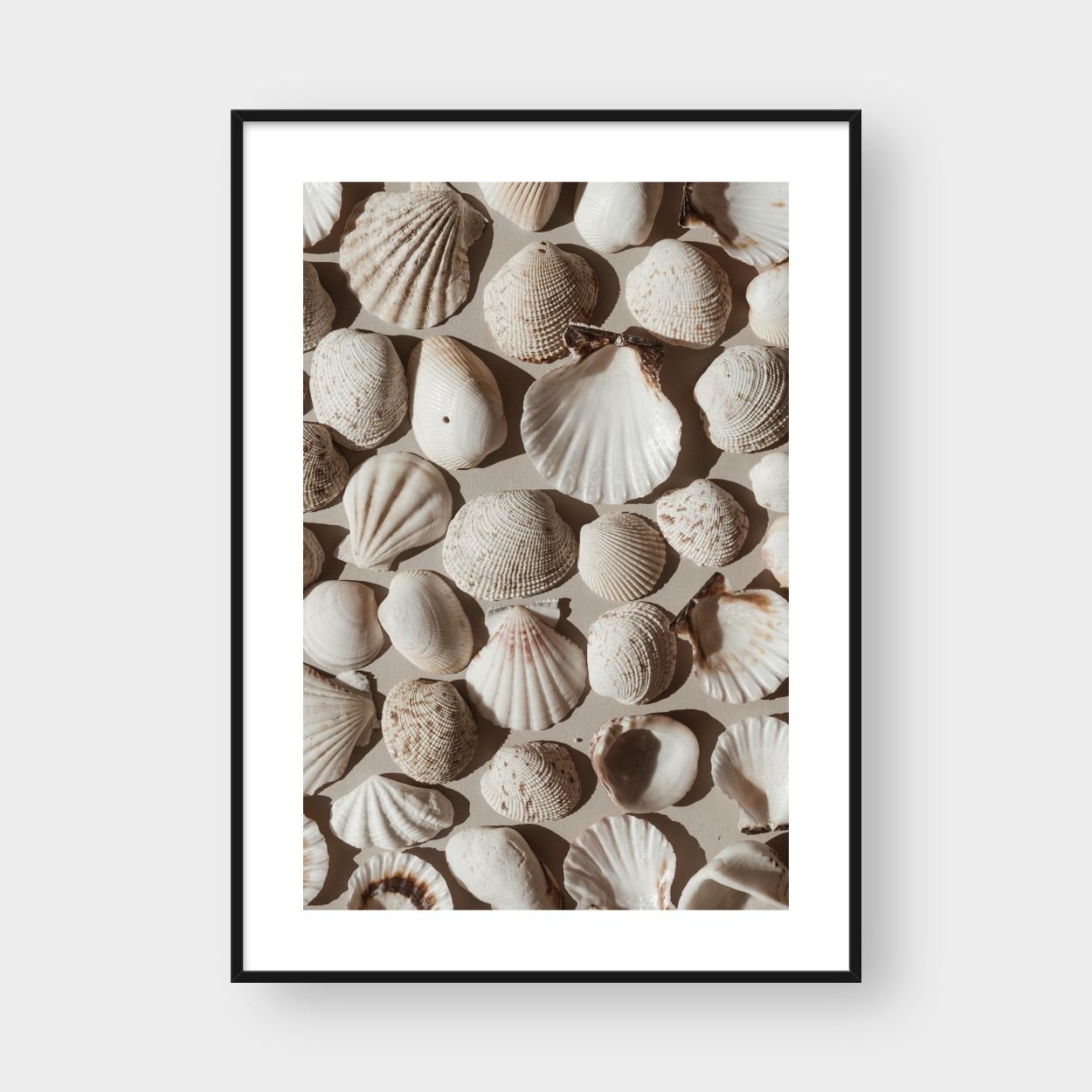 OASIS SHELLS
