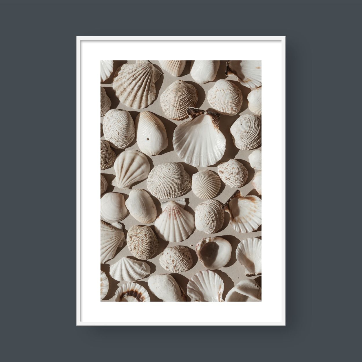 OASIS SHELLS