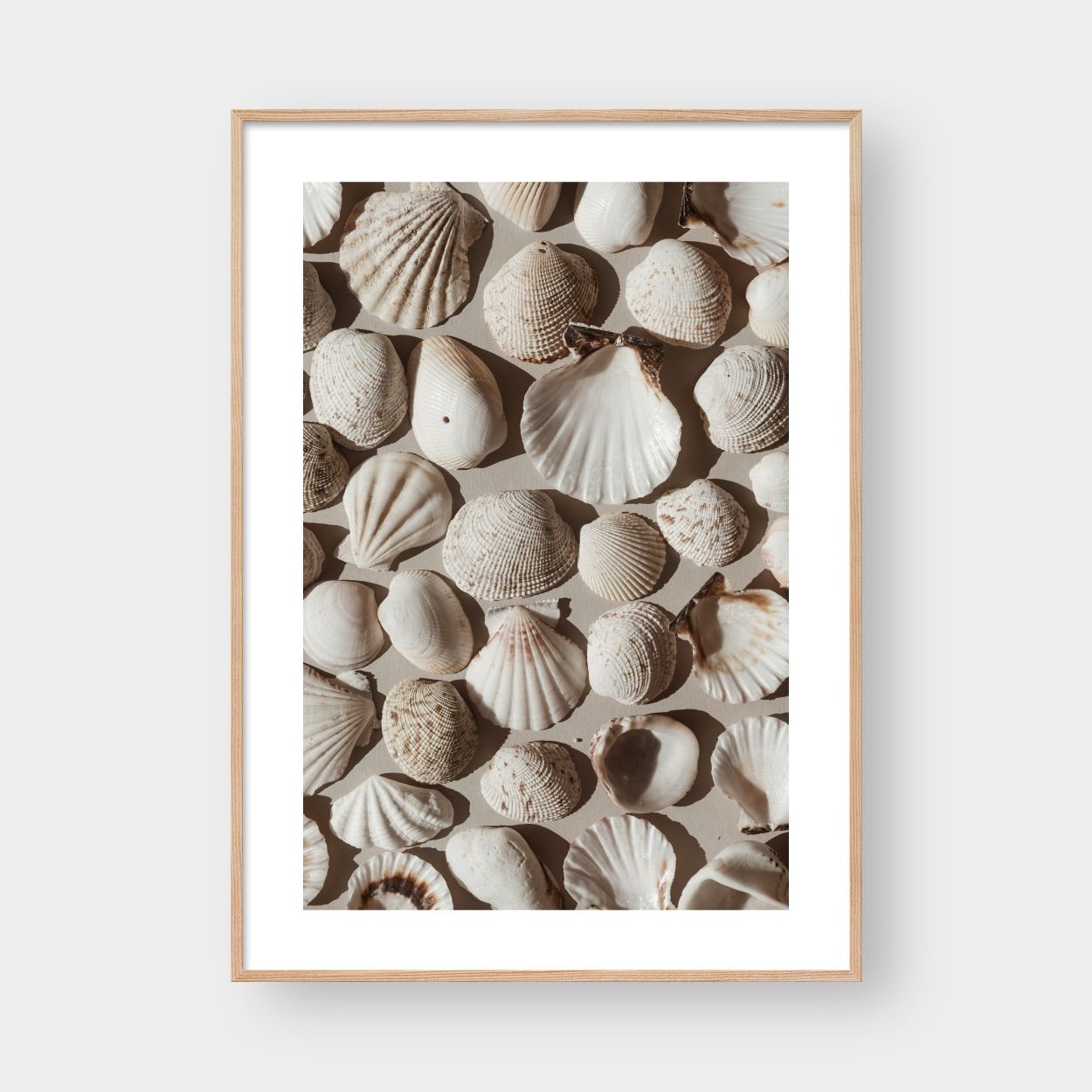 OASIS SHELLS