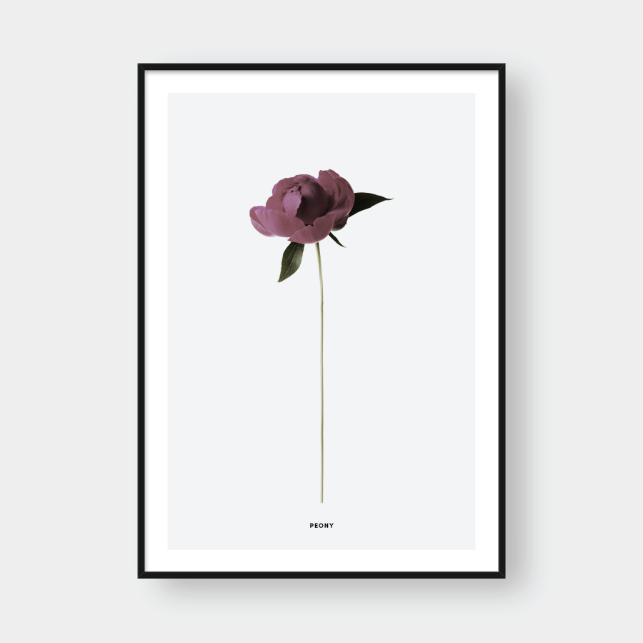 PEONY FLOWER