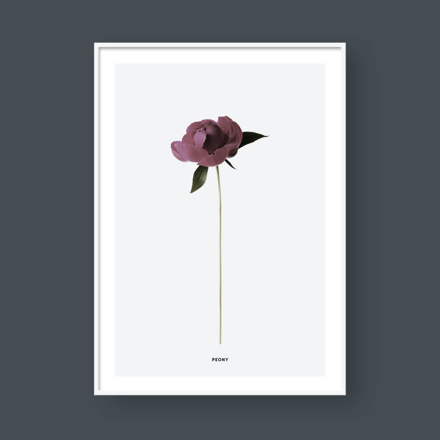 PEONY FLOWER