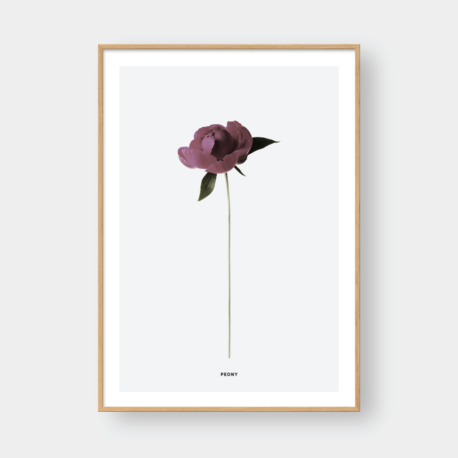 PEONY FLOWER