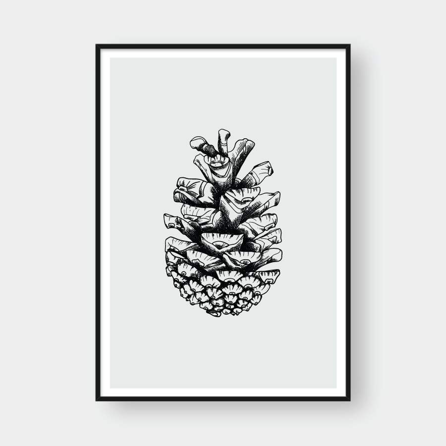 PINE SEEDS NO.1