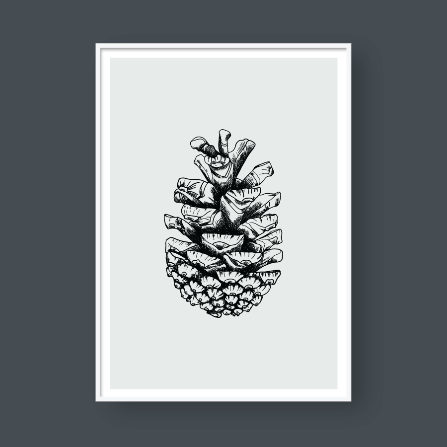 PINE SEEDS NO.1