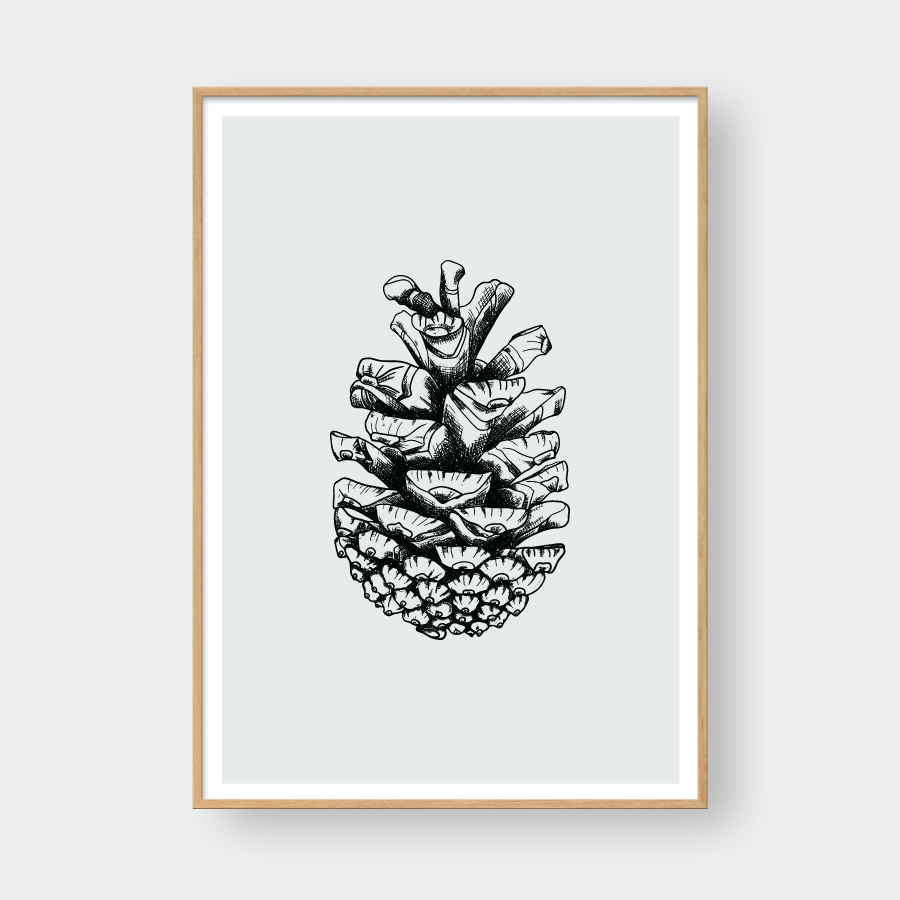 PINE SEEDS NO.1