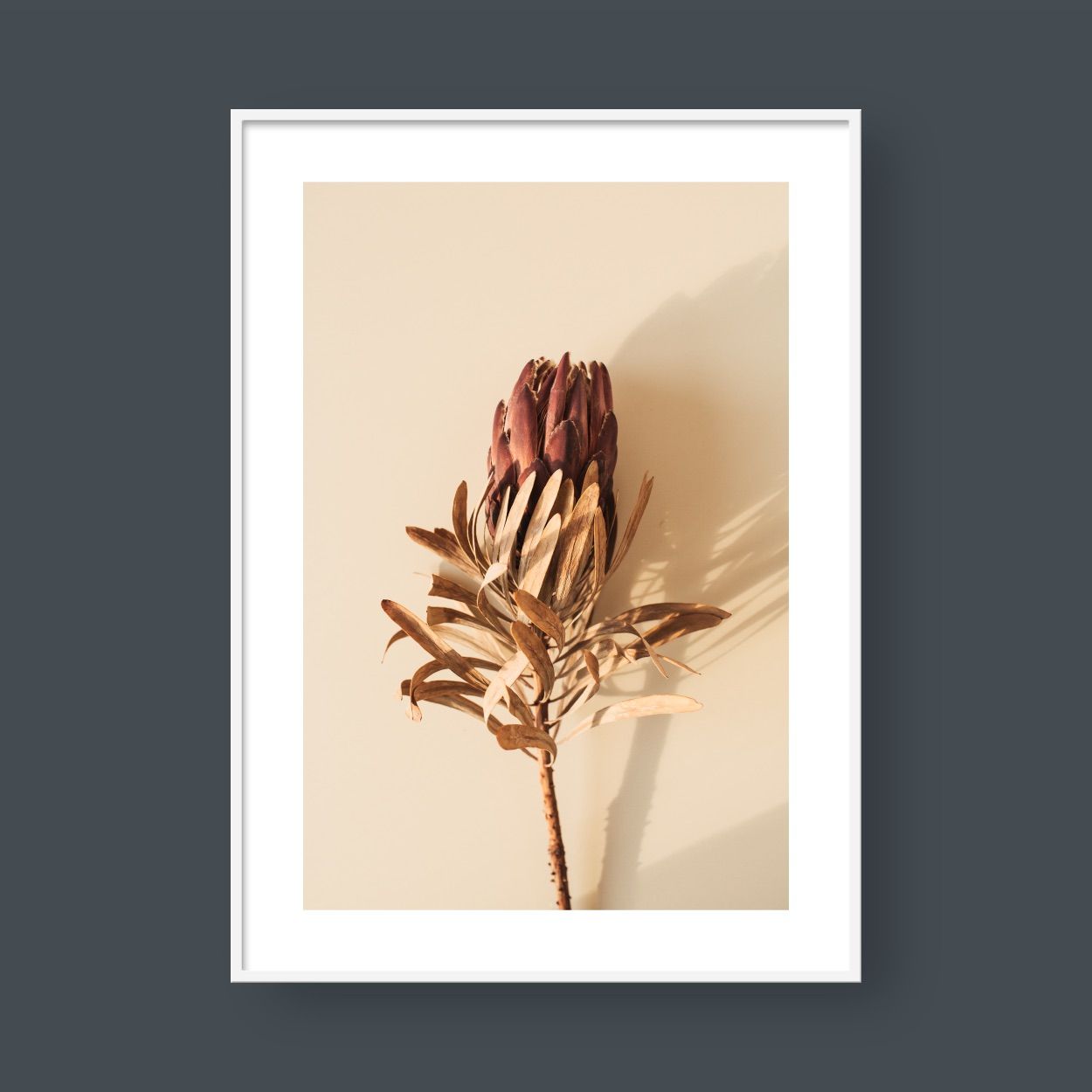 PROTEA FLOWER