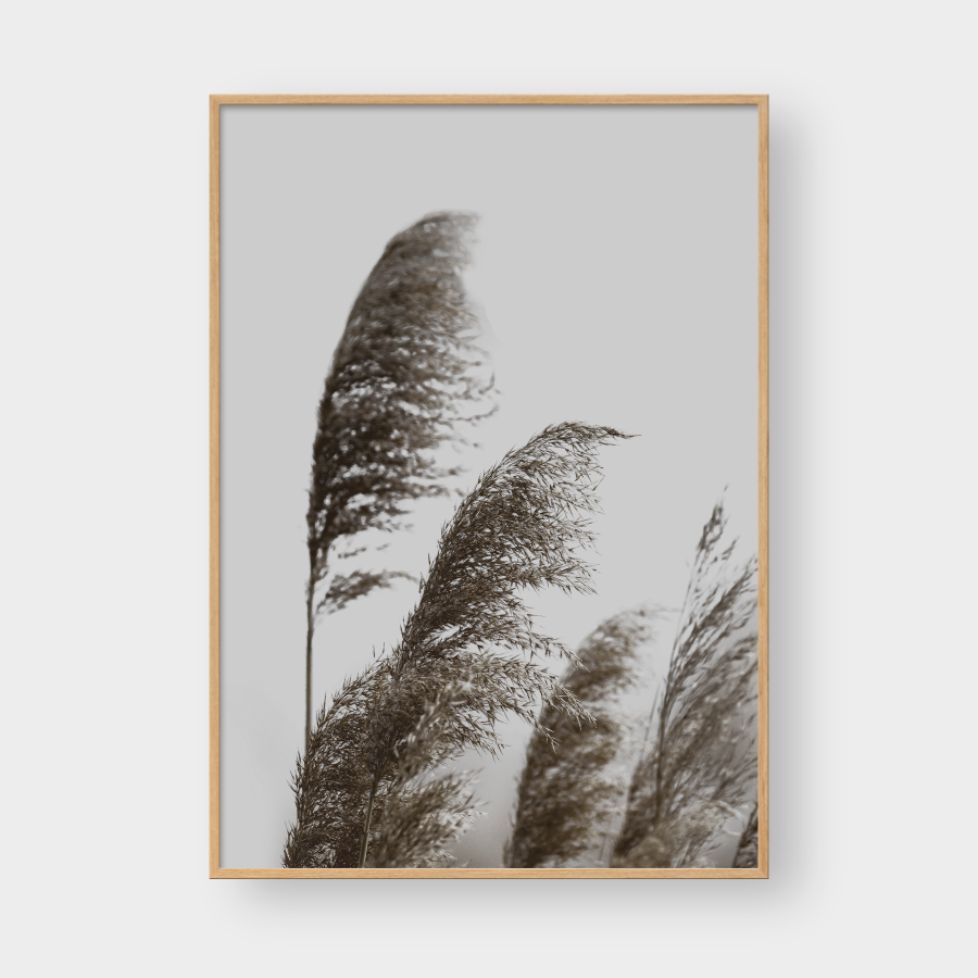 PAMPAS NO.1
