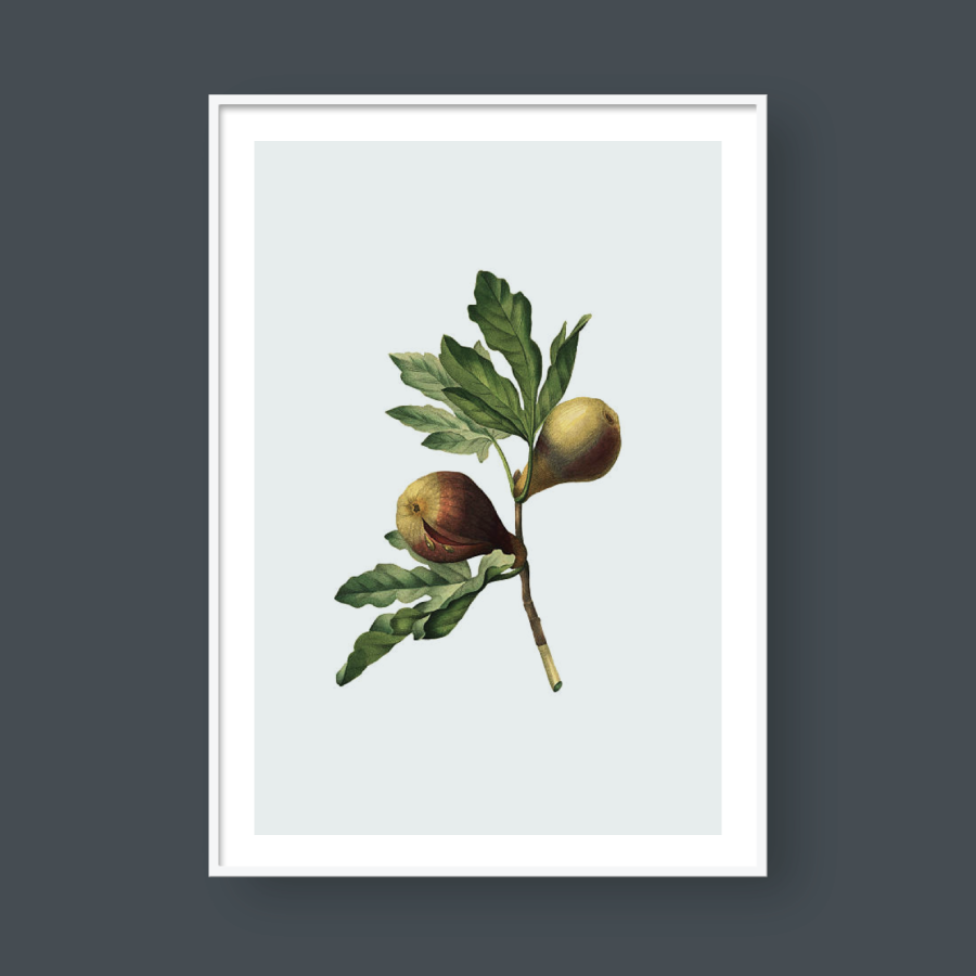 THE FIG