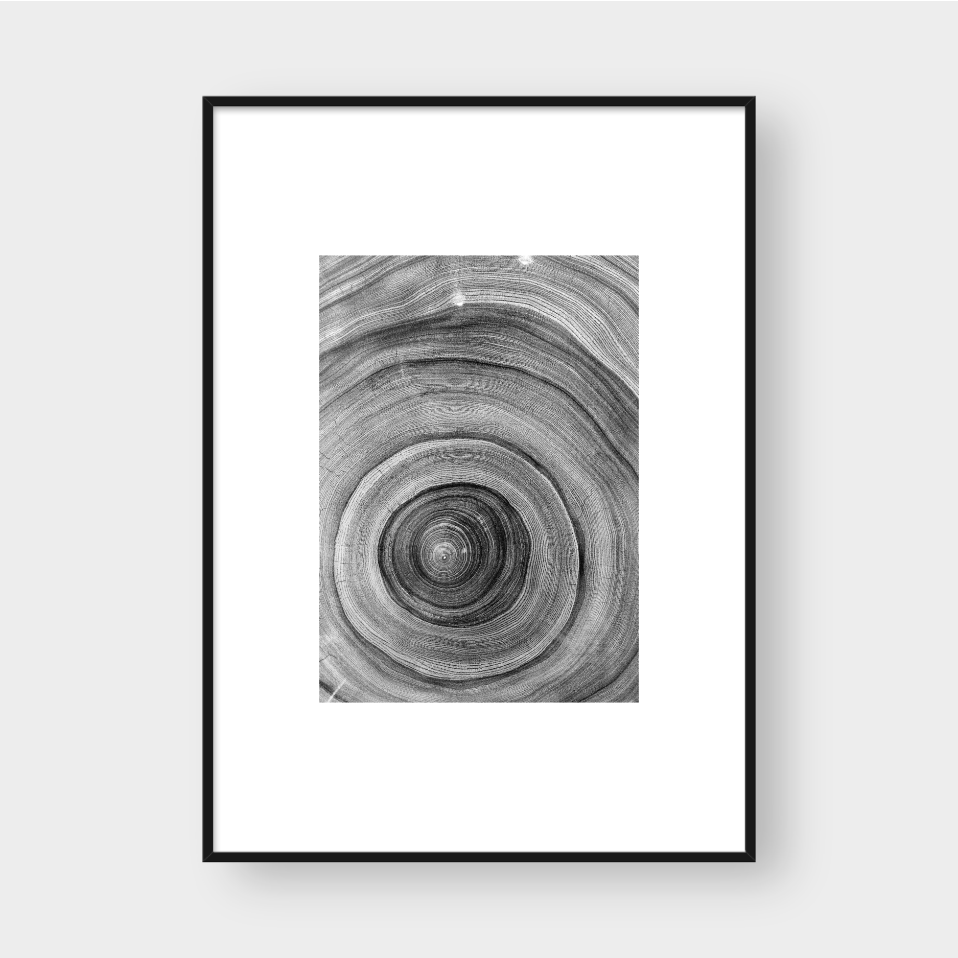 TREE RINGS 01