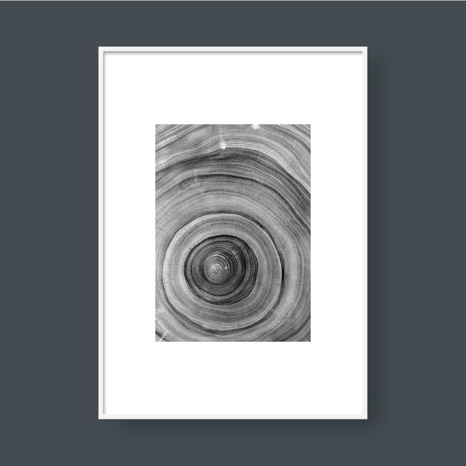 TREE RINGS 01