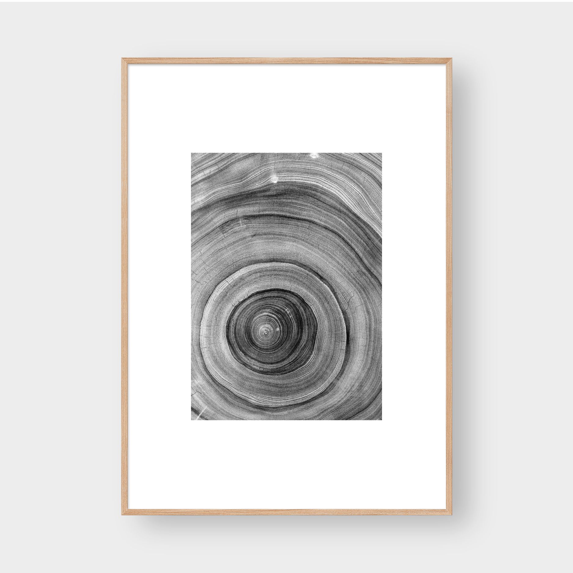 TREE RINGS 01