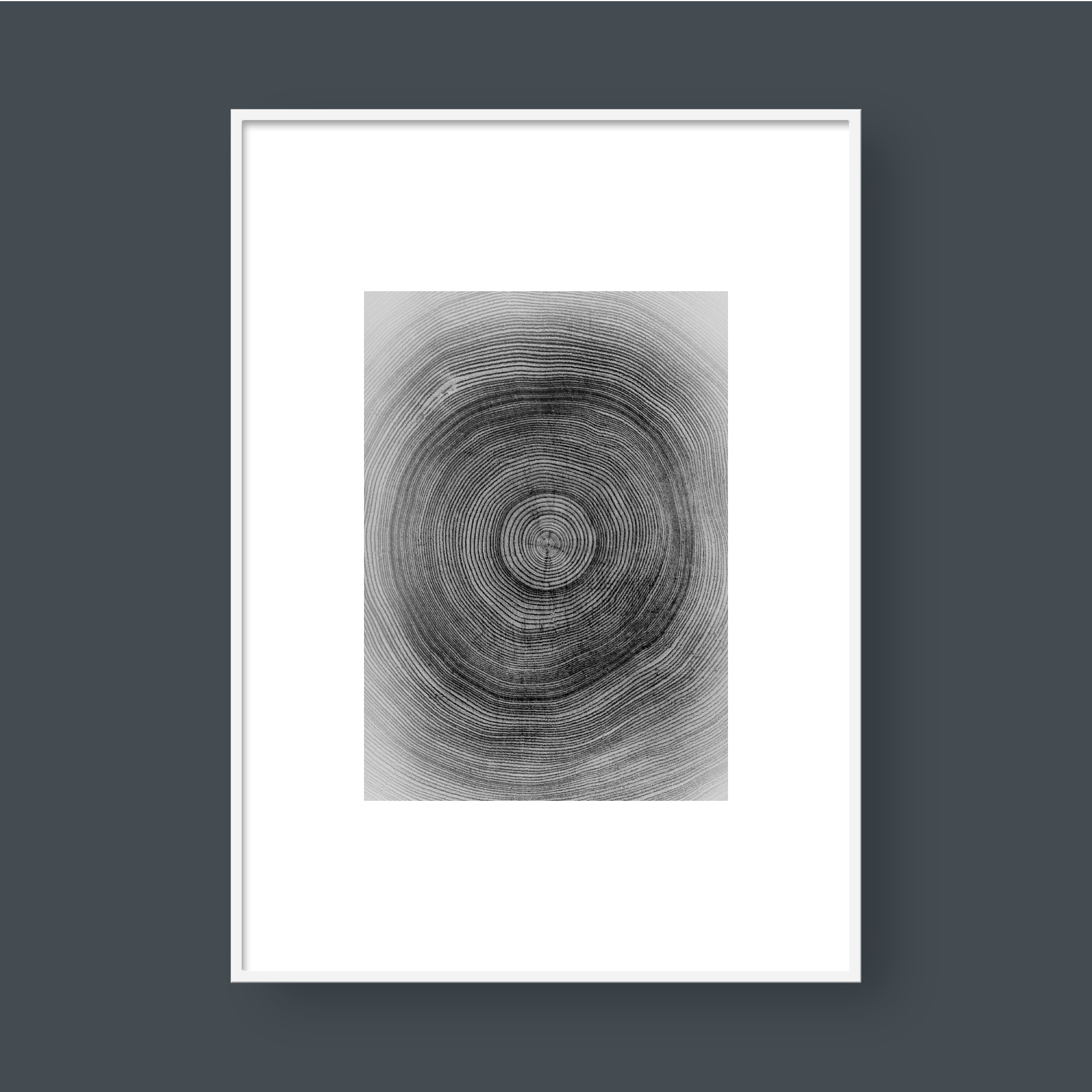 TREE RINGS 02