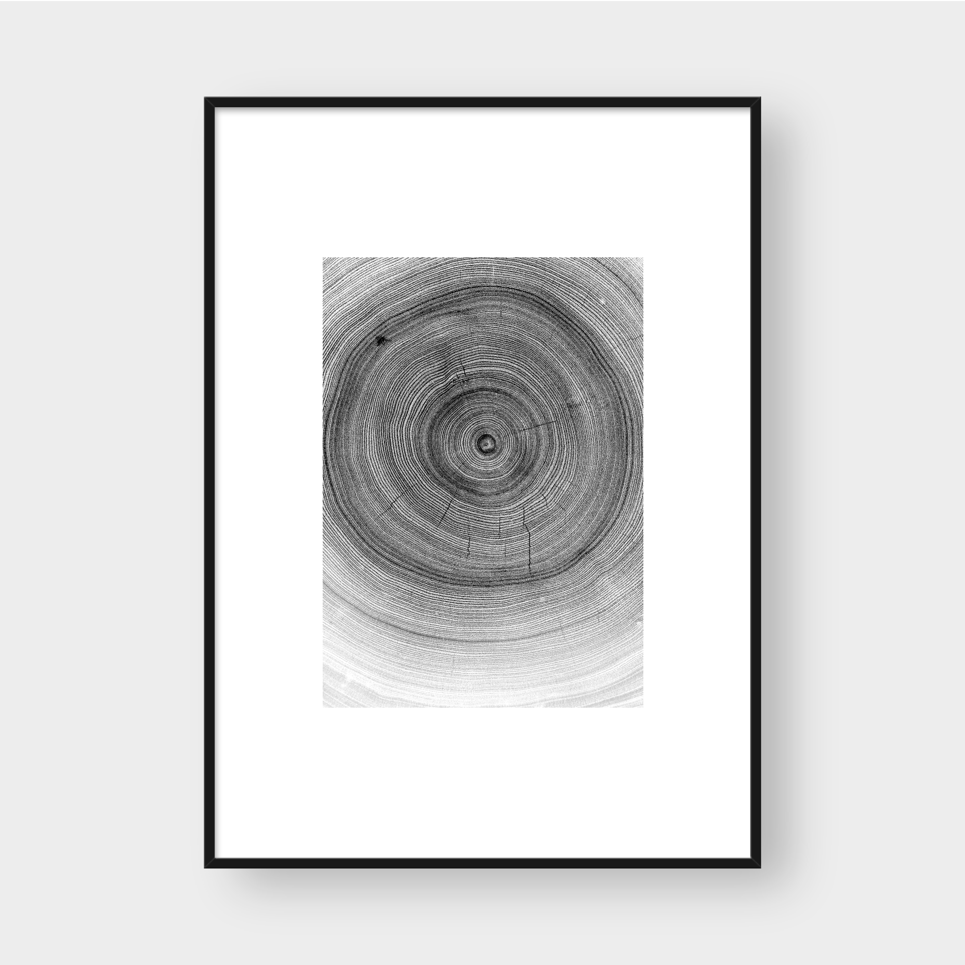 TREE RINGS 03