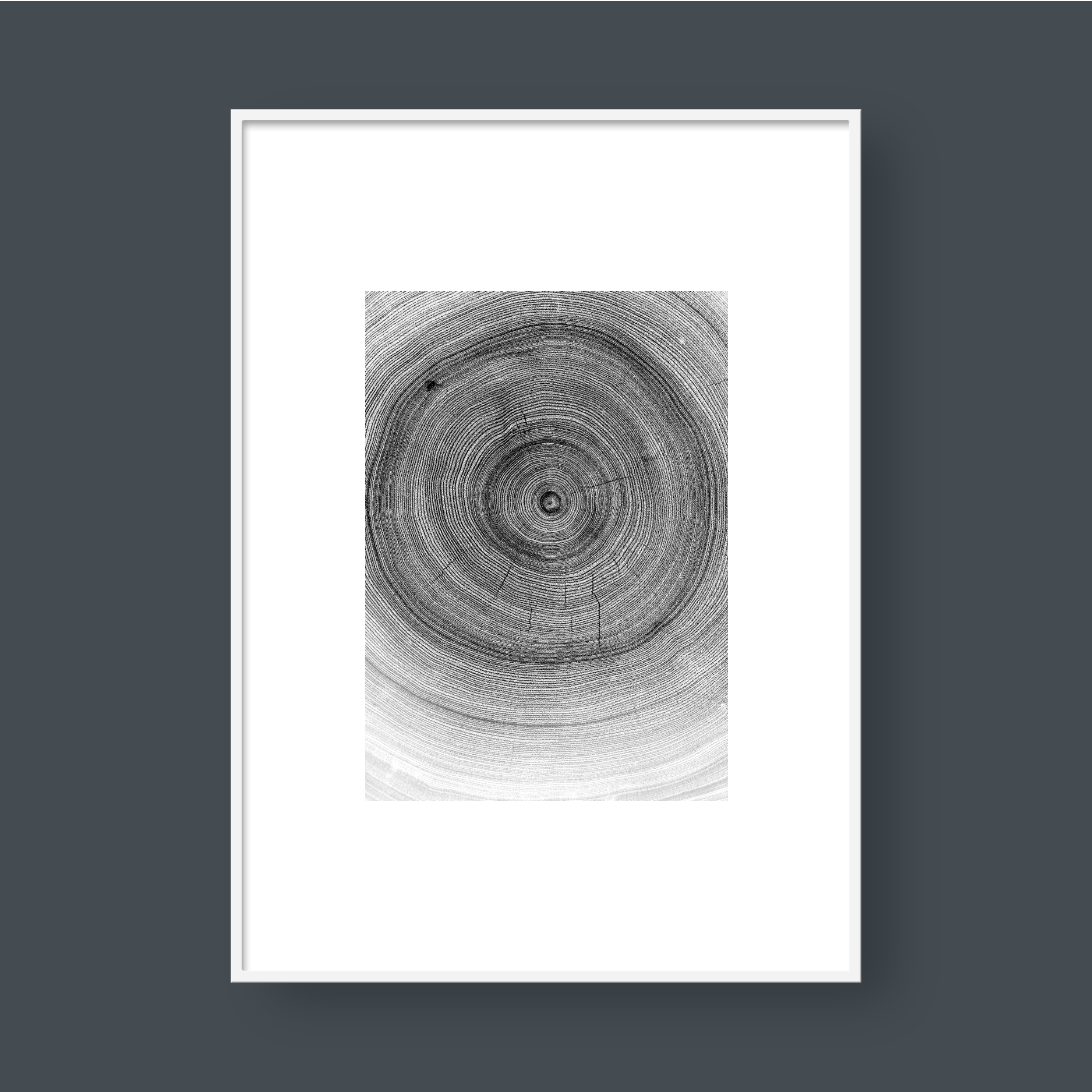 TREE RINGS 03