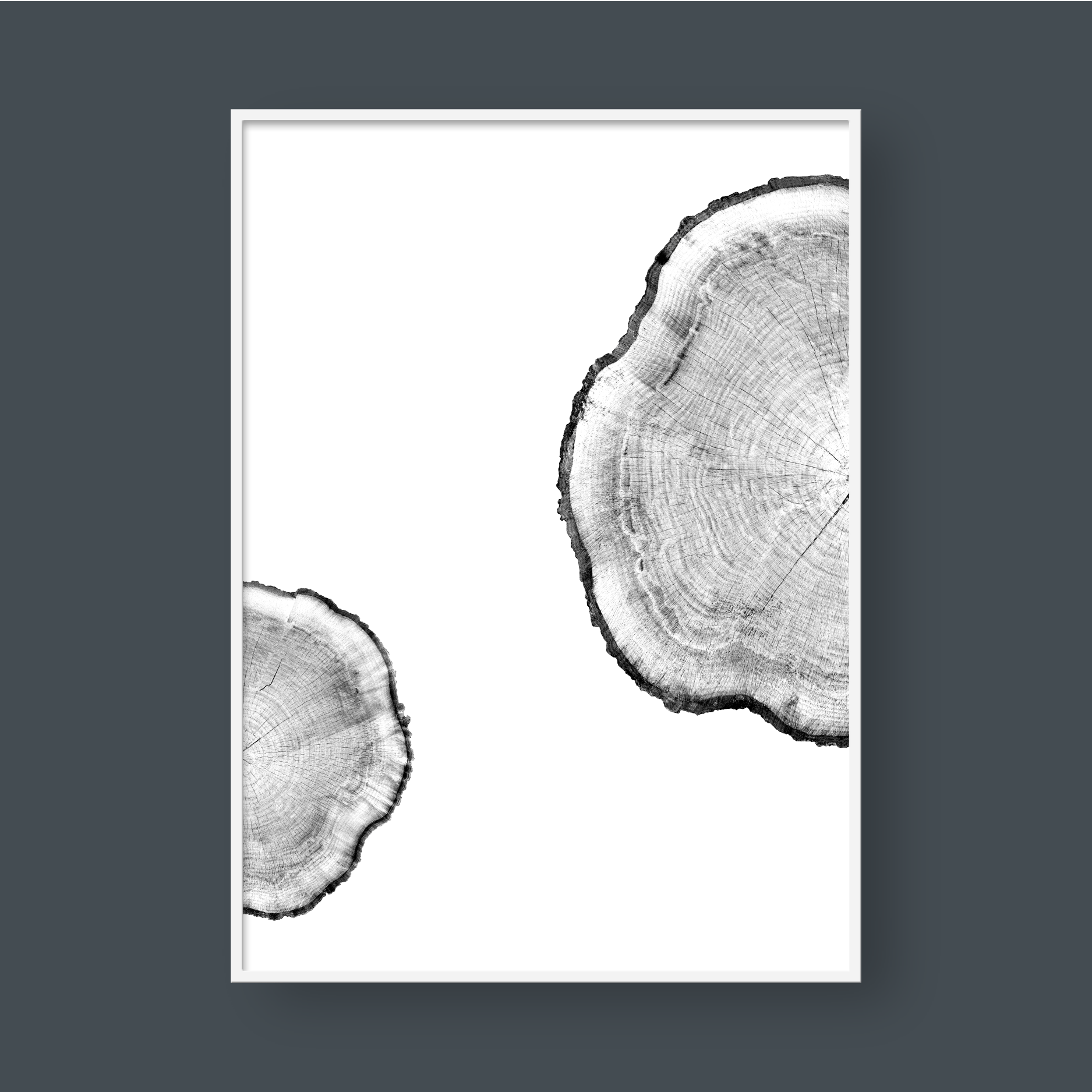 TREE RINGS 04
