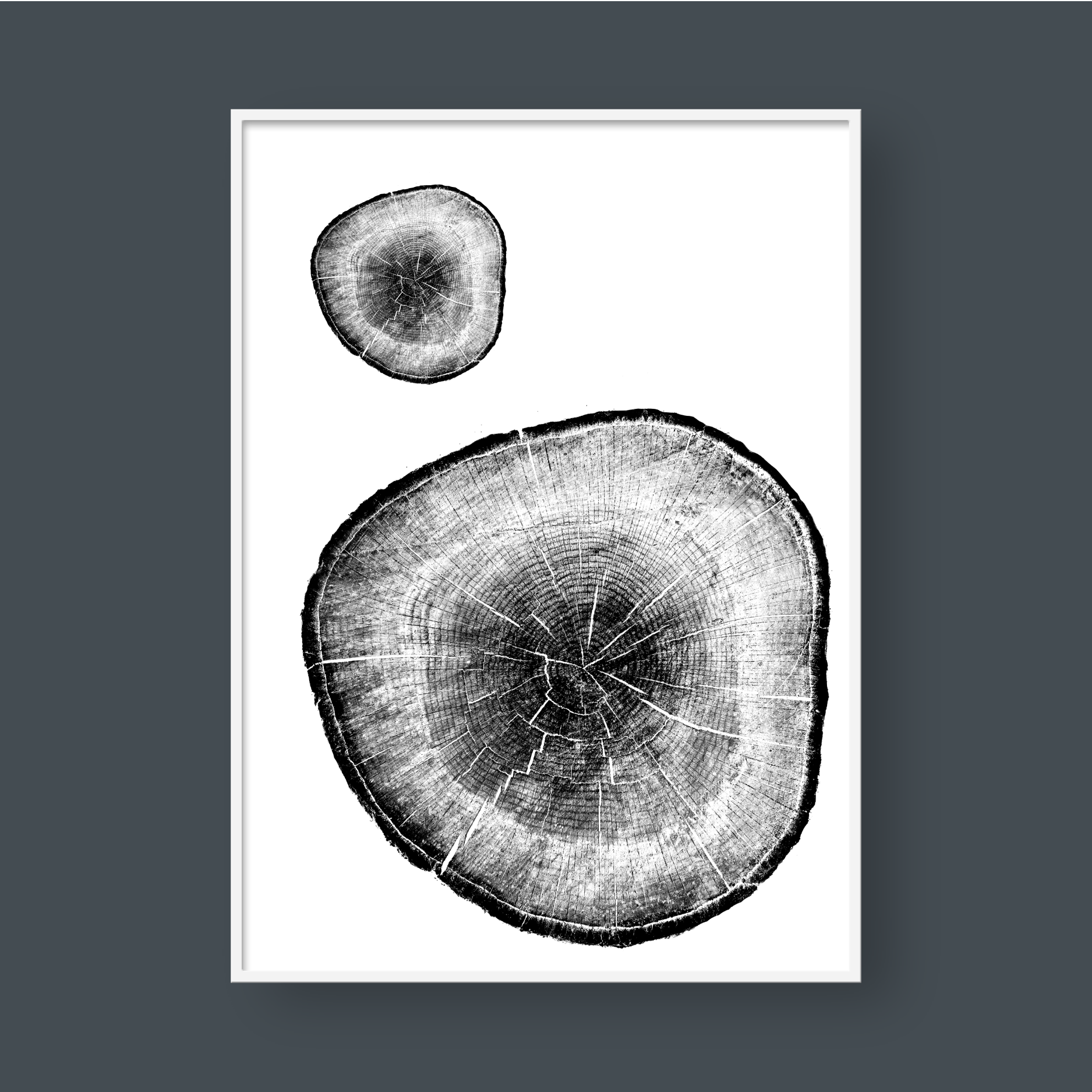 TREE RINGS 05